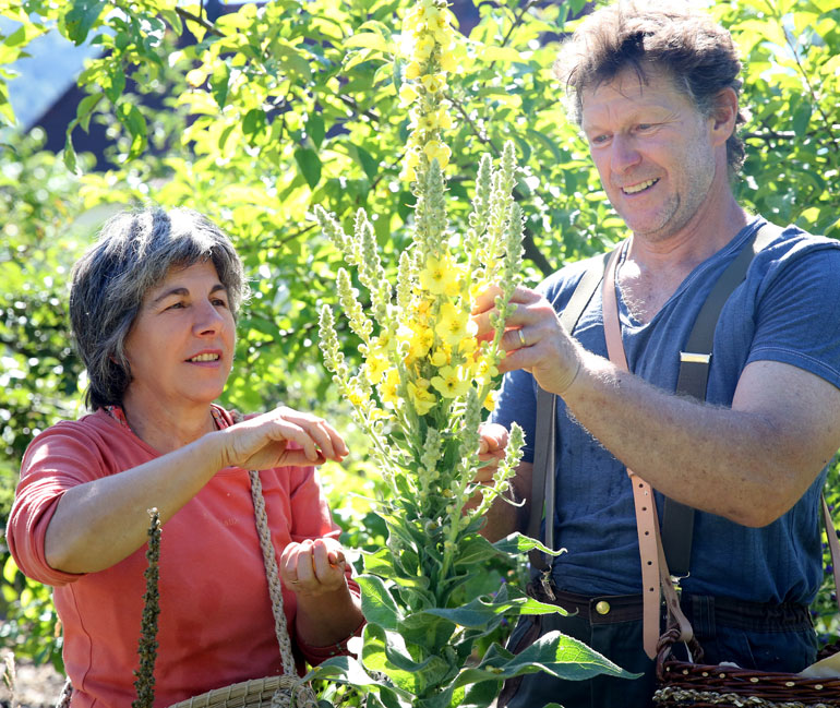 Fabienne et Paul Saur - Pollen - Fellering - Cueillette des fleurs de Bouillon Blanc (Molène)