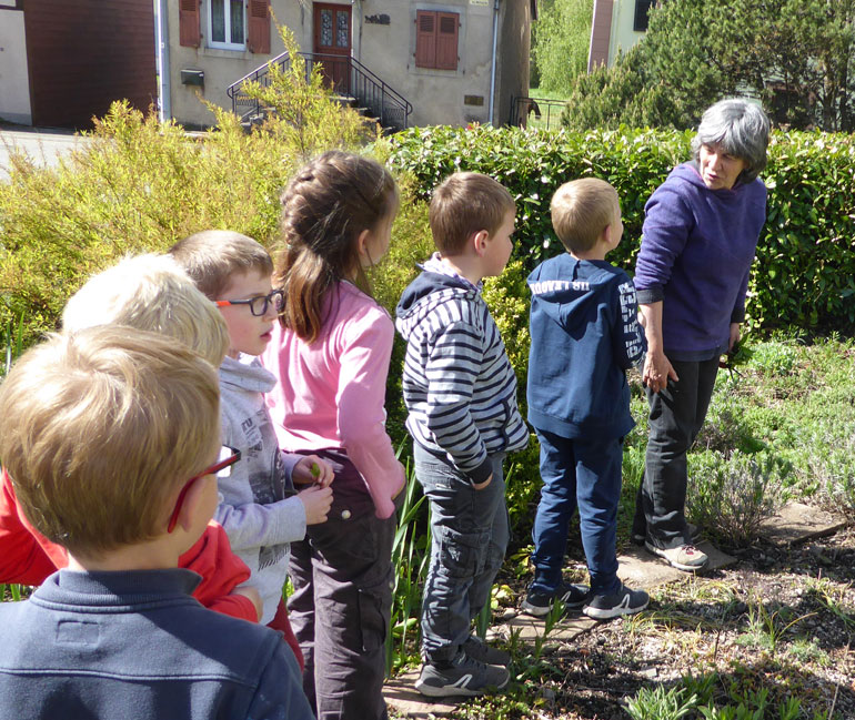 Les animations Pollen Les animations Pollen
