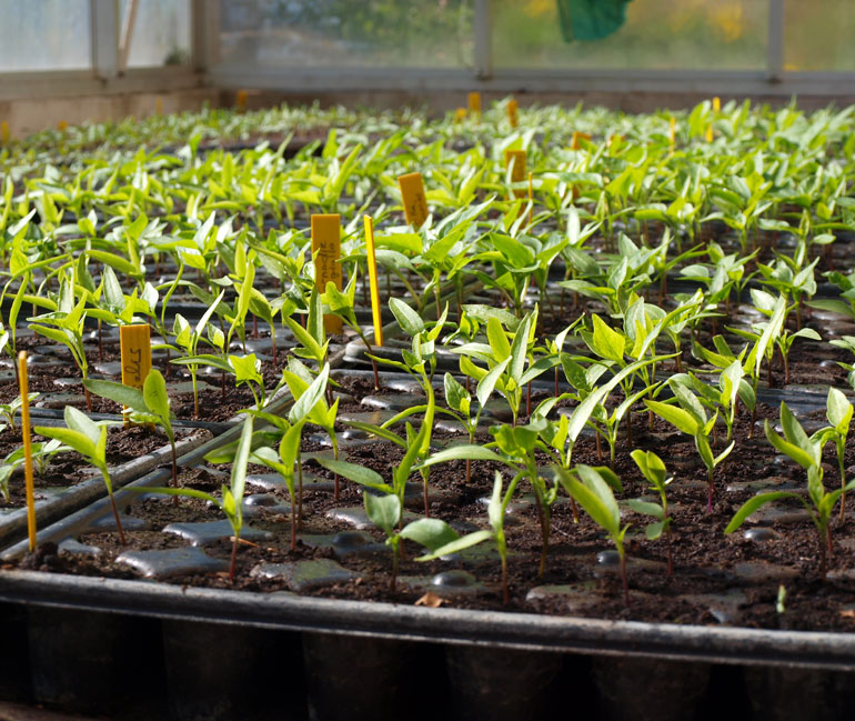 Fabienne et Paul Saur - Pollen -Plants potagers 2020