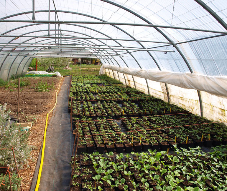 Fabienne et Paul Saur - Pollen - Les plants potager de Fabienne Saur -Pollen