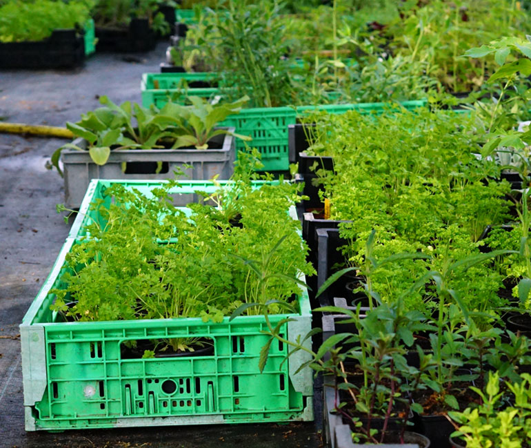 Fabienne et Paul Saur - Pollen - Les plants potager de Fabienne Saur -Pollen