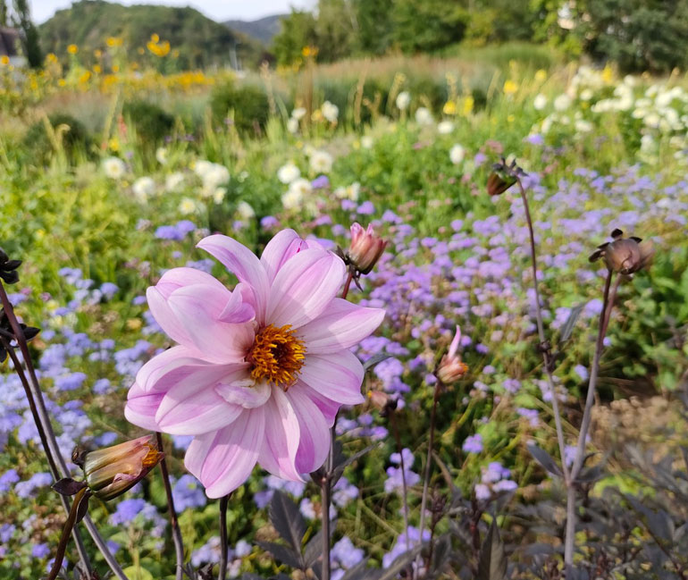 Fabienne et Paul Saur - Pollen - Bouquet de fleurs à croquer -Pollen