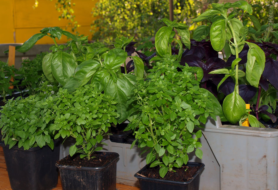 Plants de différentes variétés de basilic