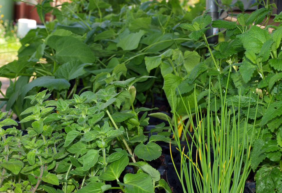 Plants d'aromatiques