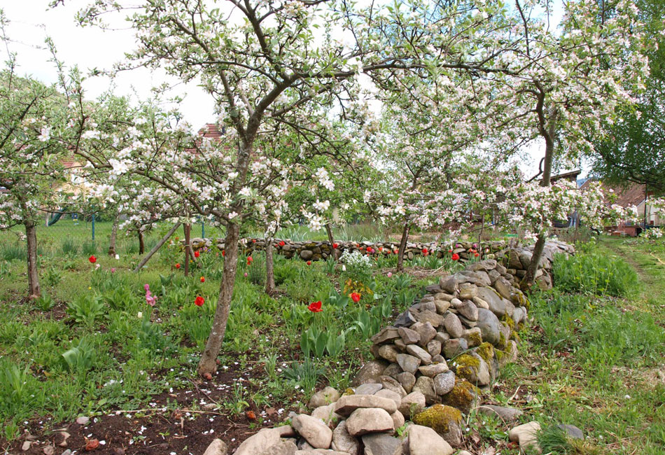 Le verger en fleurs