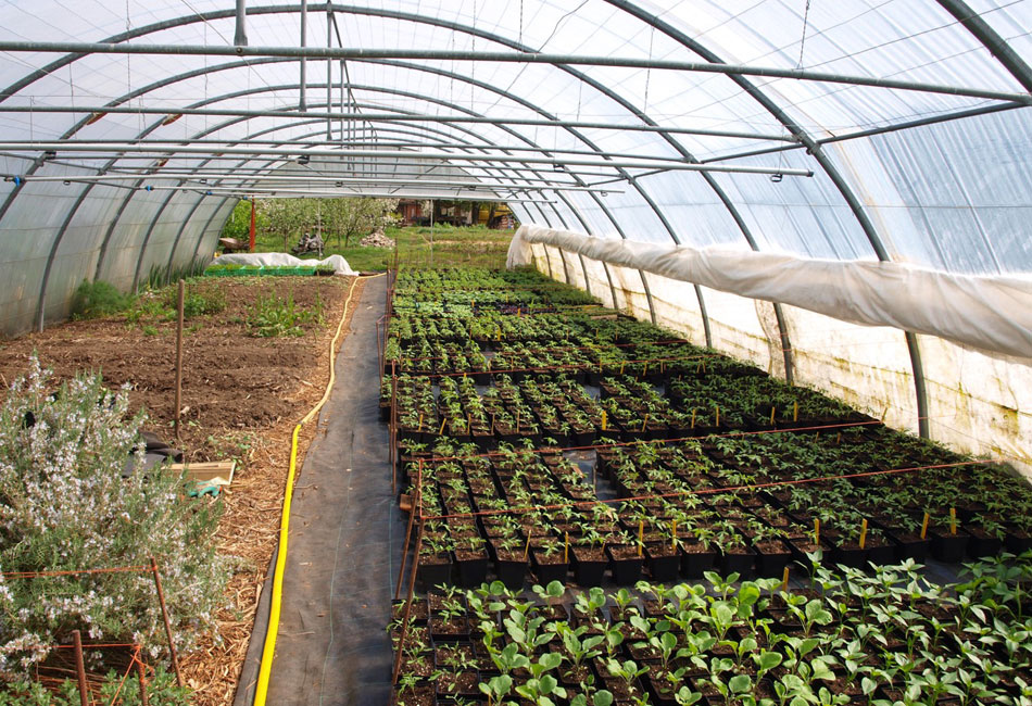 Les plants de légumes bien au chaud dans la serre