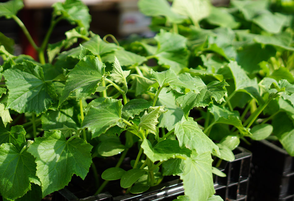 Plants de cucurbitacées