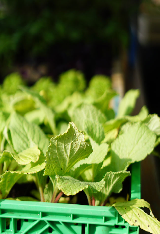 Plants de bourrache