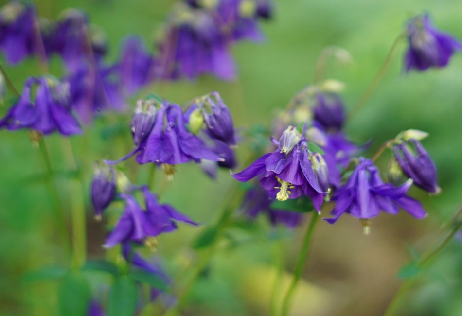 Ancolies du jardin