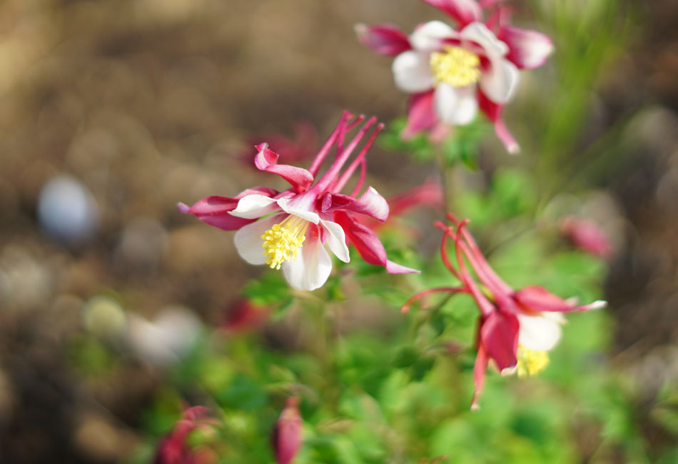 Ancolies du jardin