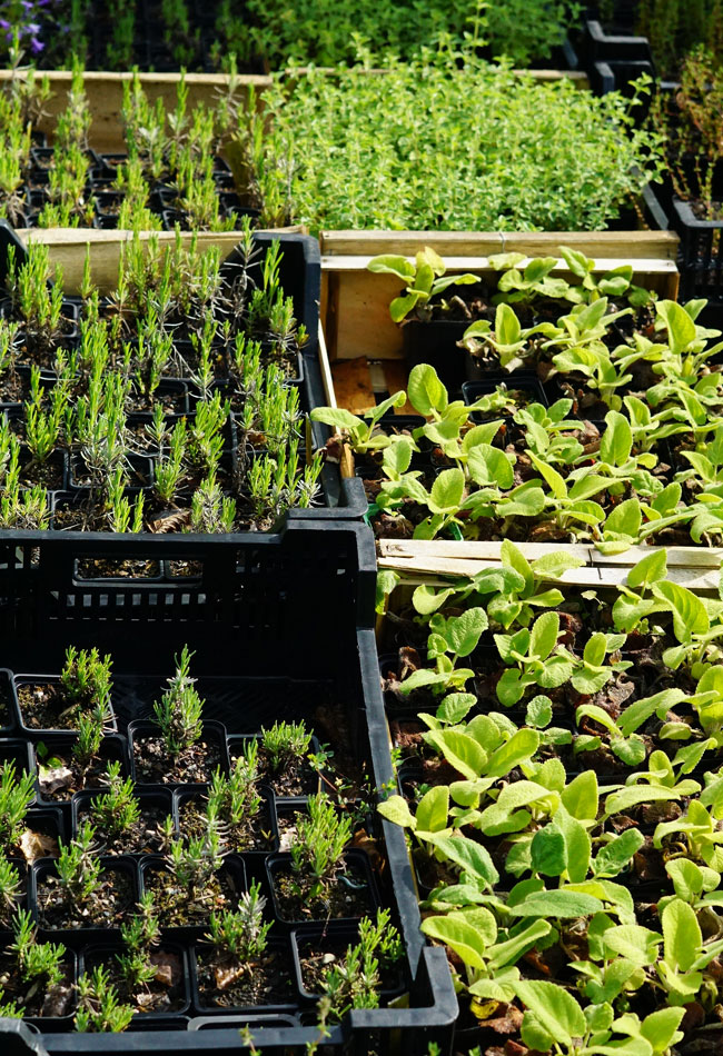 Plants de vivaces