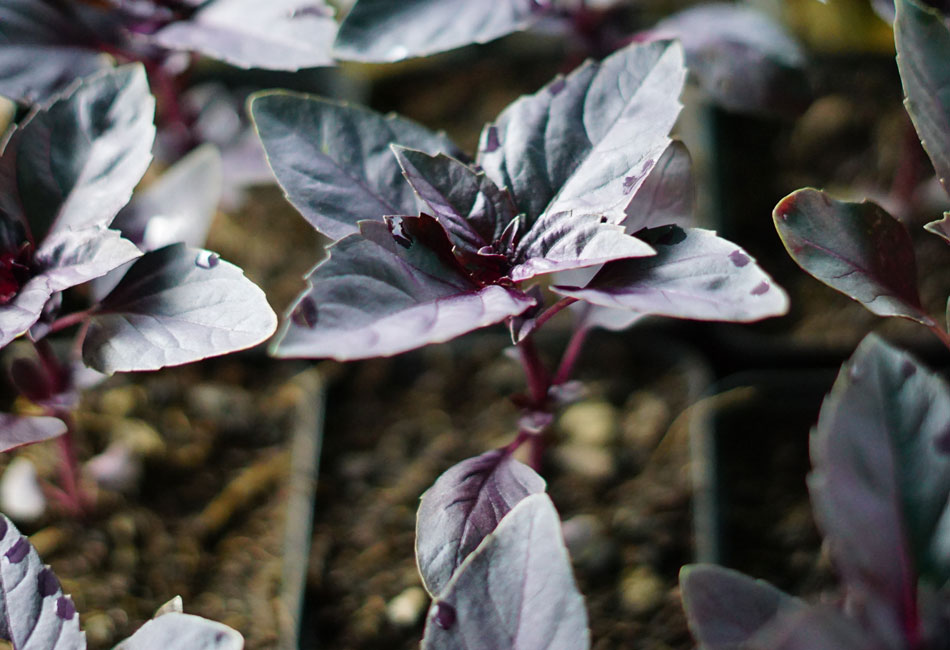 Plants de basilic pourpre