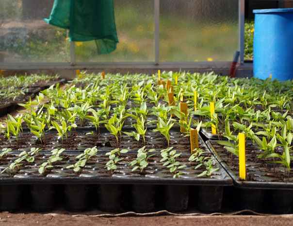 Semis de poivrons et physalis les pieds au chaud dans la serre