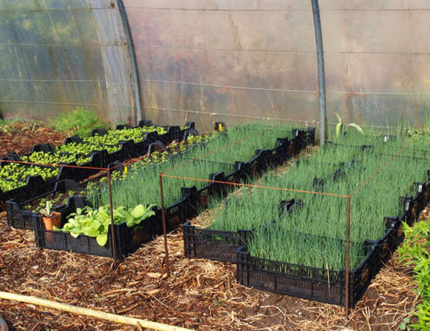Plants de poireaux, de persol et de bourrache sous tunnel