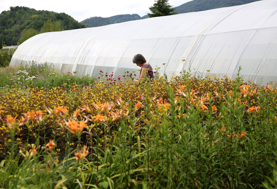 Culture de vivaces et de fleurs comestibles