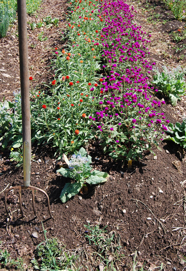 Parterre de gomphrena