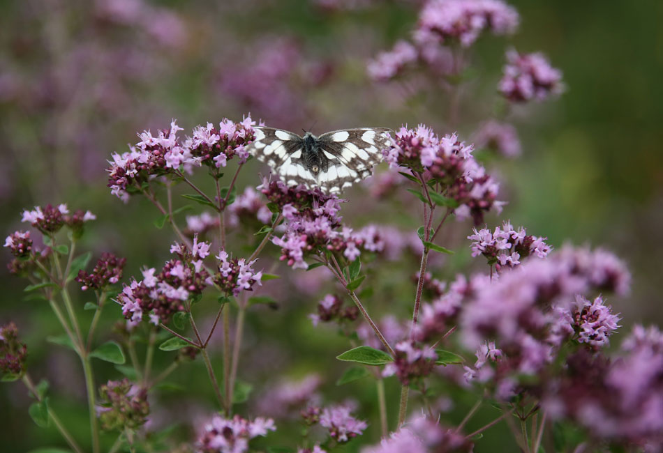 Papillon demi-deuil (Melanargia galathea) sur fleur d’origan