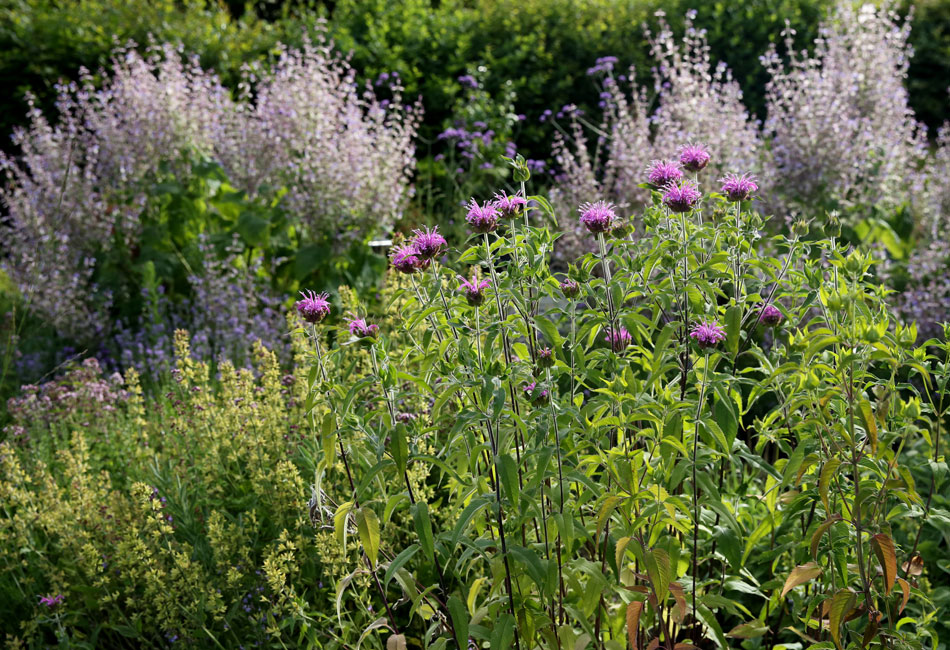 Monarde et sauge sclarée