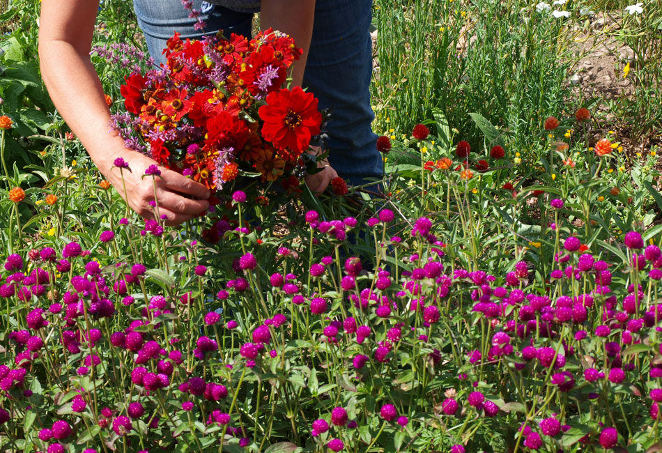 Bouquet décoratif à base de Gomphrenas, Dahlias, Helenium et Agastaches