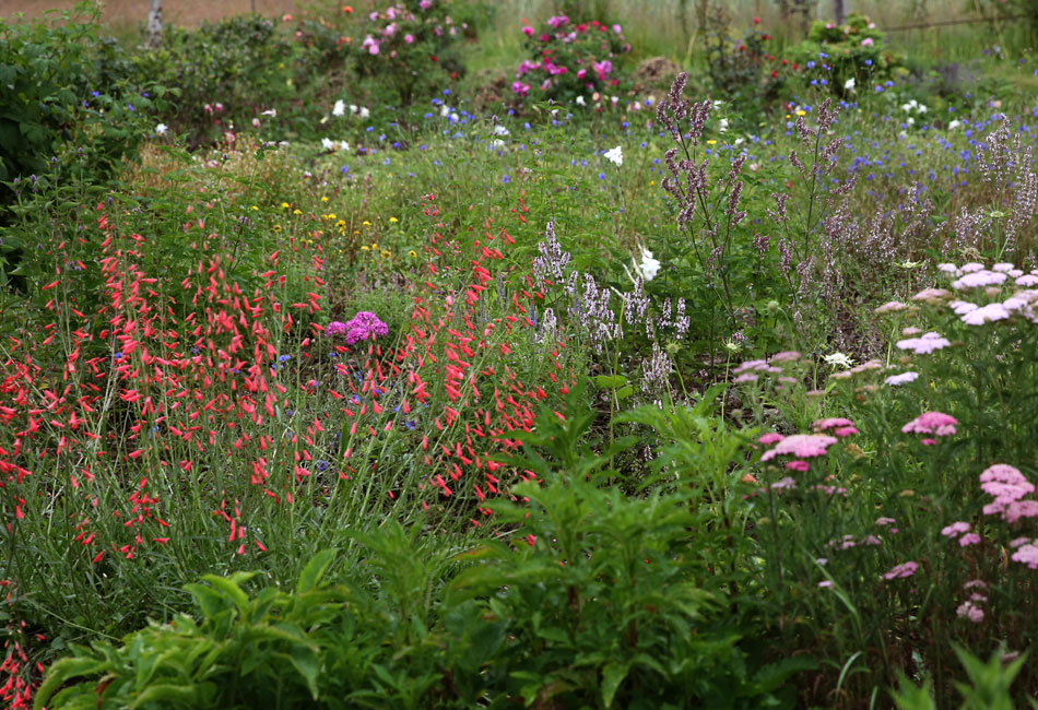Culture de Penstemon, Nepeta et Achillée