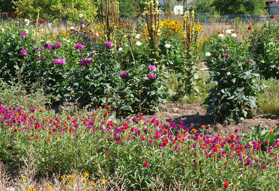 Culture de Gomphrena et de Dahlias