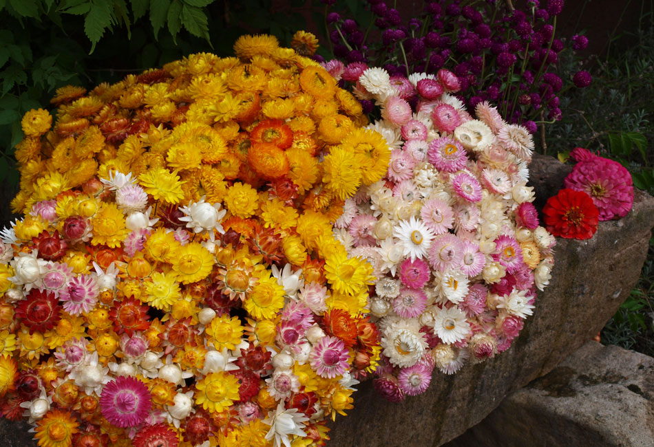 Immortelles (fleurs séchées)